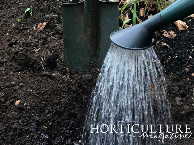 watering can watering in a phlox plant with a spade in the background