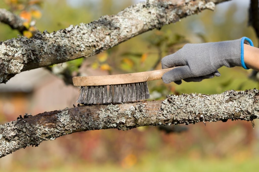 gardener using a bristle brush the scrub the branch of an apple tree