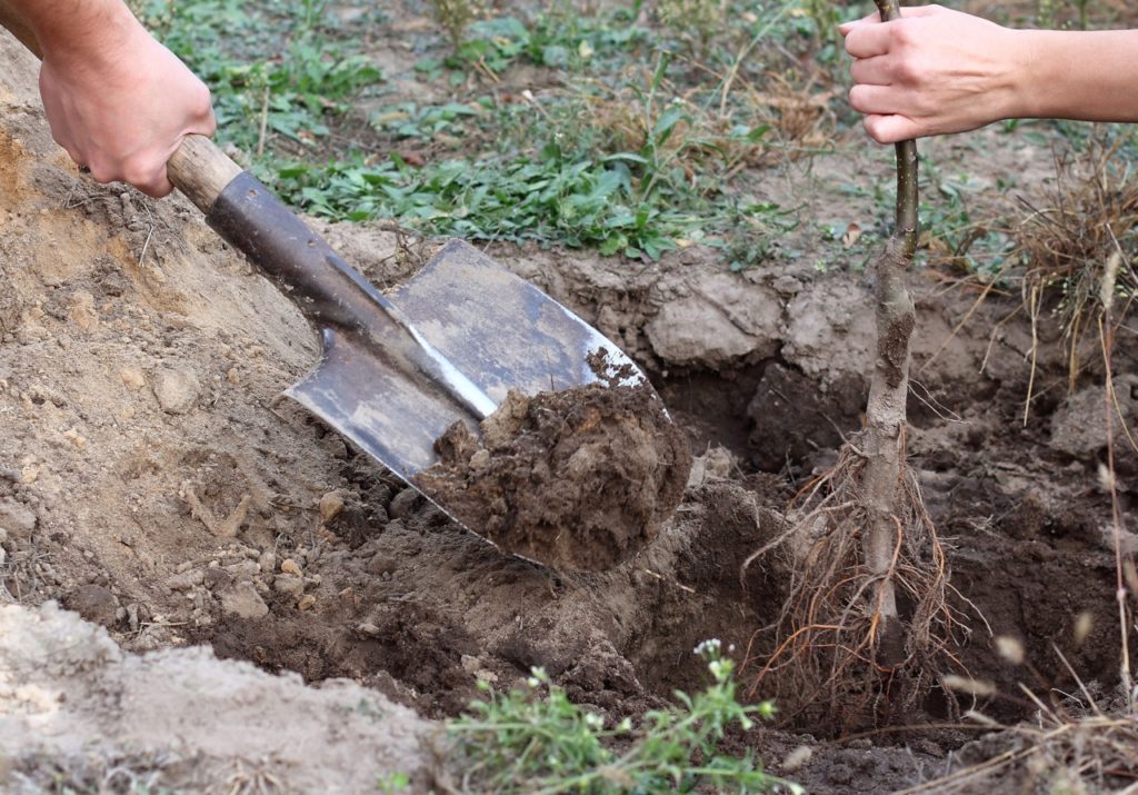 gardeners using a shovel to plant and cover the roots of an apple tree with soil