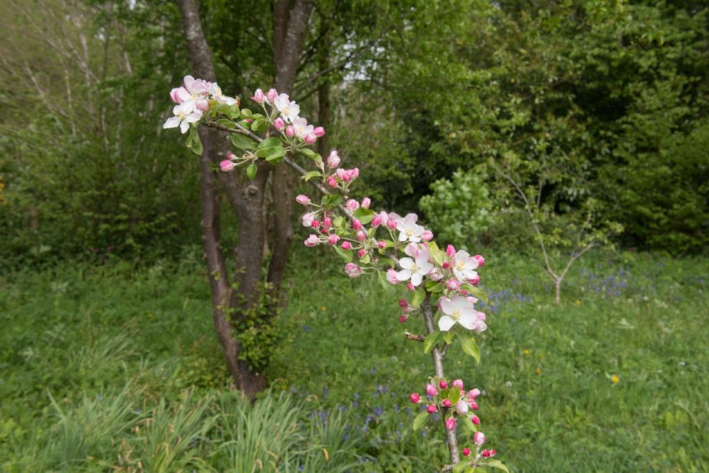 the pink and white flowering blossom from a malus domestica &lsquo;lane&rsquo;s prince Albert&rsquo; tree growing outside