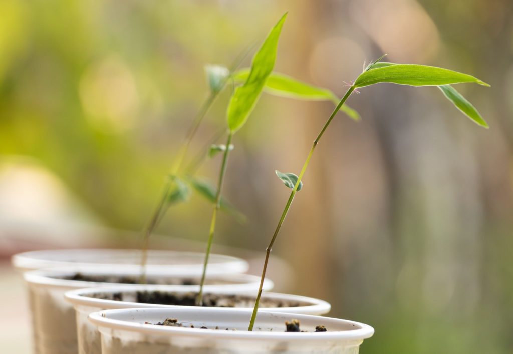 a row of recently germinated bamboo seedlings growing in plastic pots in a row