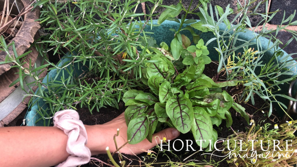 gardener firming down the soil around a sorrel plant growing in a container with other herbs