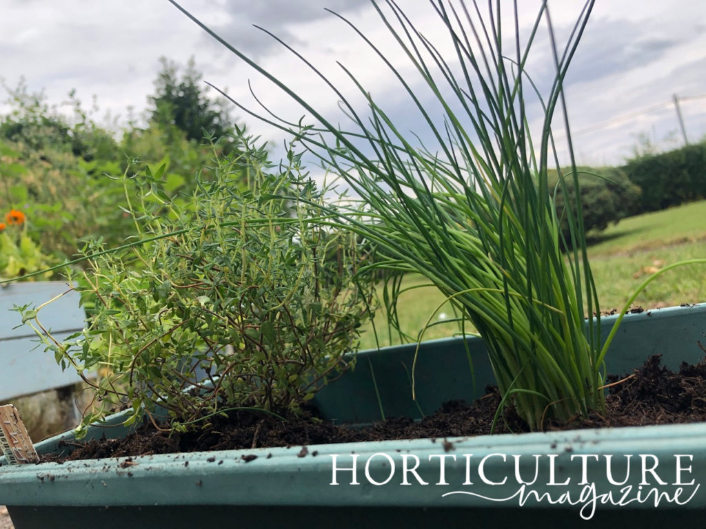 chive and oregano plants growing together in a container