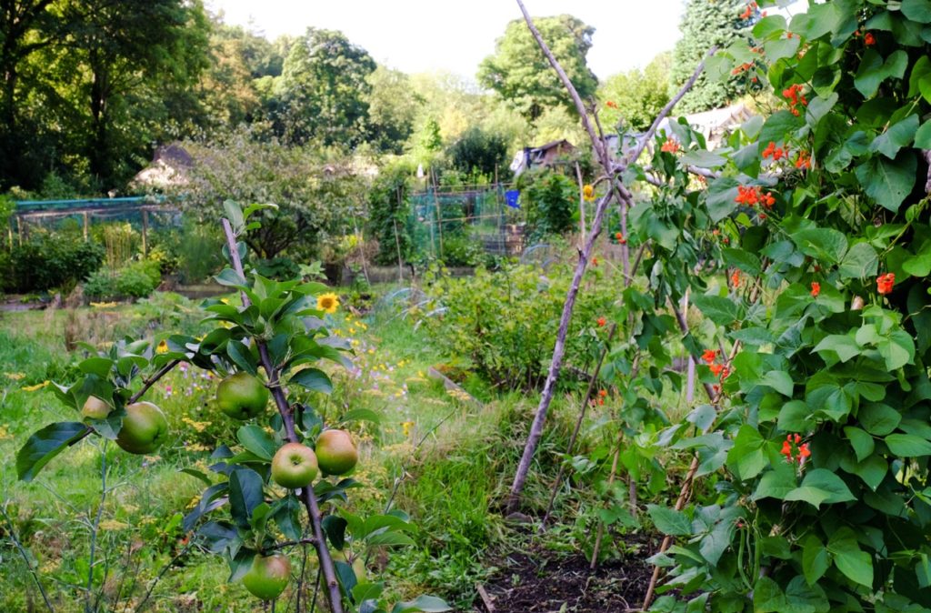 an apple tree guild with various companion plants including beans and sunflowers