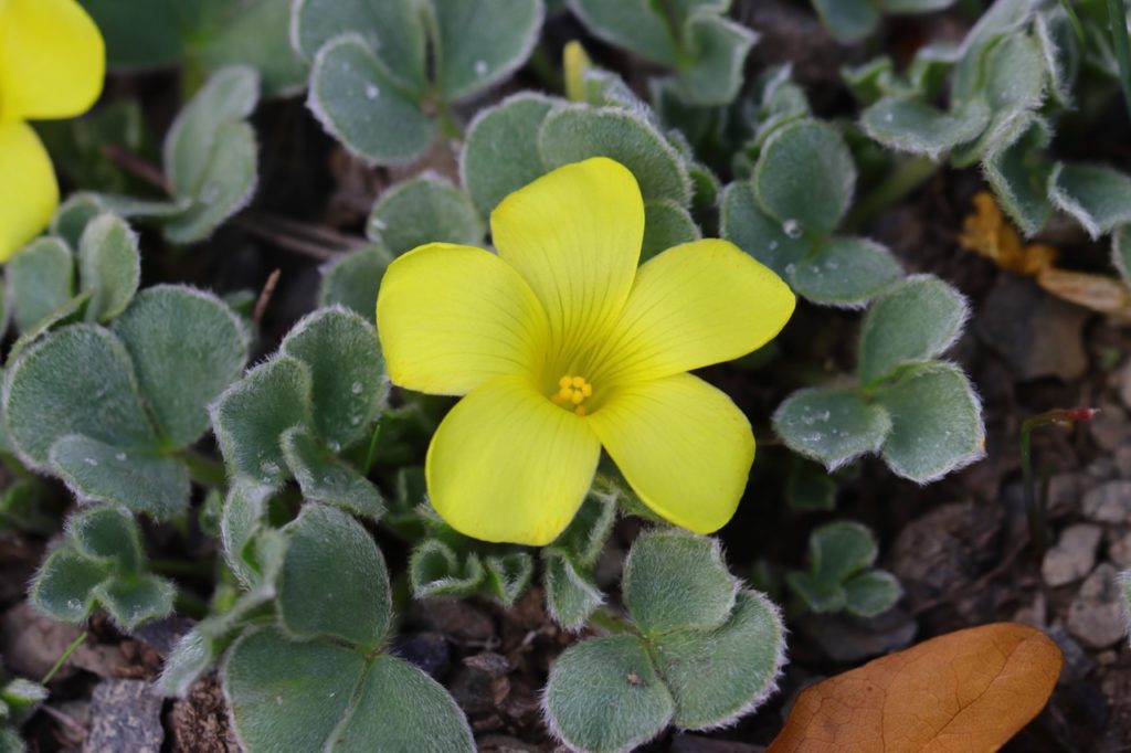 ground creeping oxalis melanosticta ‘Ken Aslet’ with bright yellow flowers and silver-haired green leaves