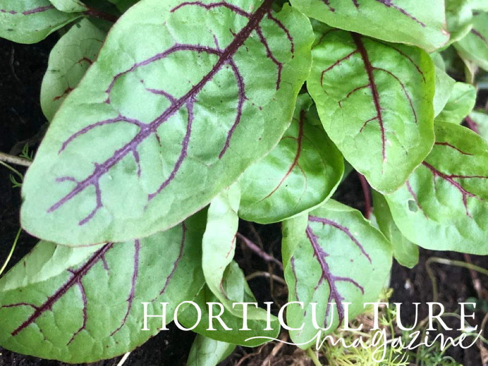 close-up of a green leaved sorrel plant
