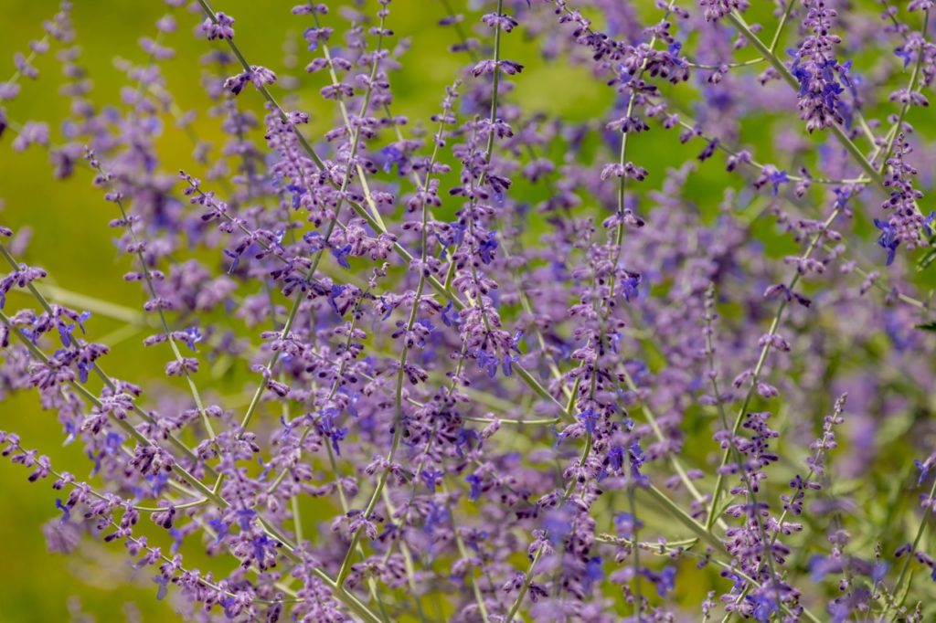 Perovskia atriplicifolia with tall green stems bearing tiny lilac flowers