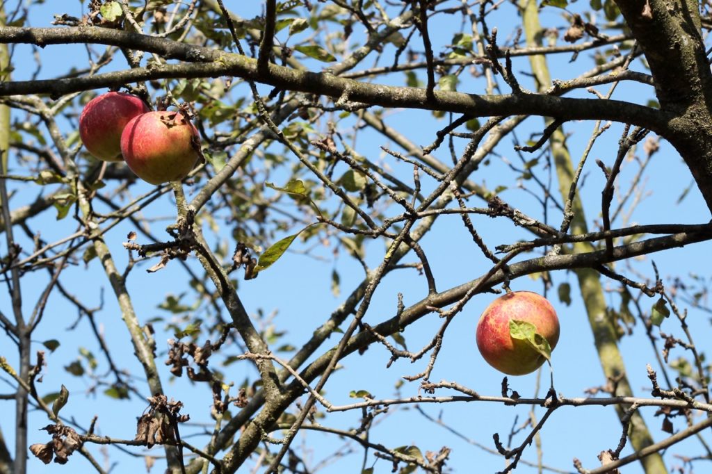 Malus domestica ‘pixie’ tree with bare branches and a couple of red apples hanging against a blue sky
