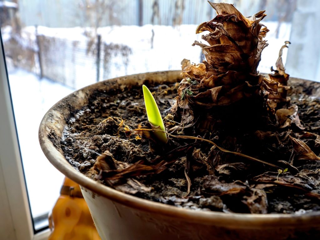 Tips For Growing Amaryllis In Containers Horticulture.co.uk