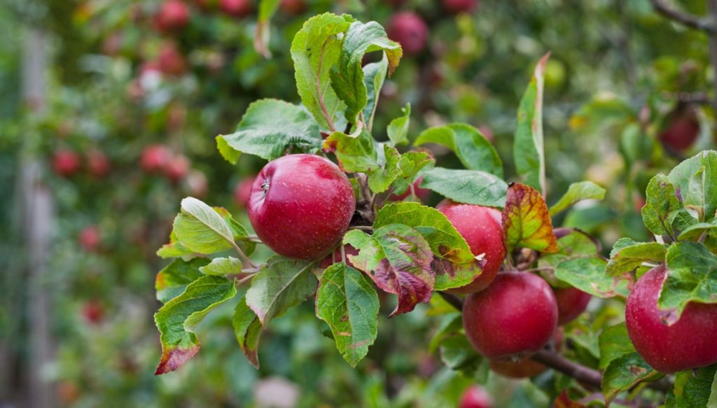 malus domestica &lsquo;red devil&rsquo; tree with lots of glossy red fruits