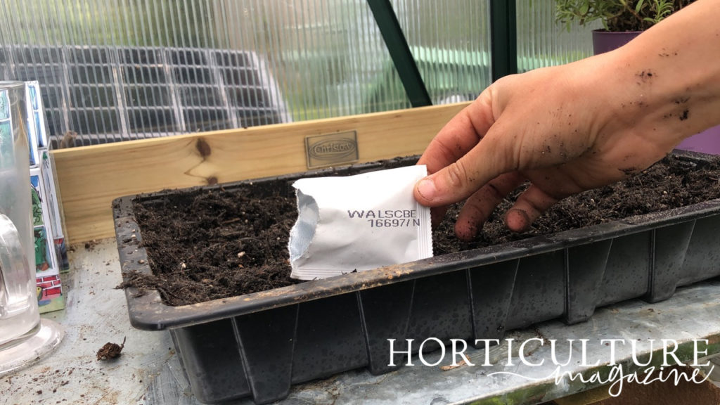 gardener scattering seeds from a white packet onto the surface of compost in a tray