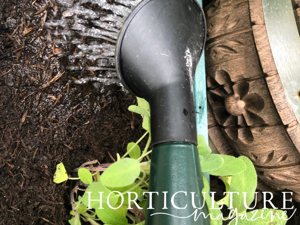 a watering can being used to water the soil around a newly planted oregano container plant