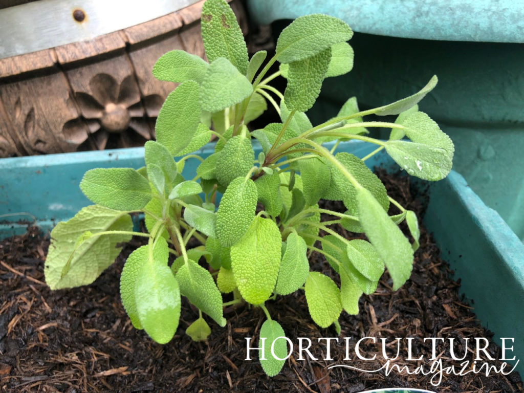 Planting Out Sage (Salvia) In The Garden Horticulture.co.uk