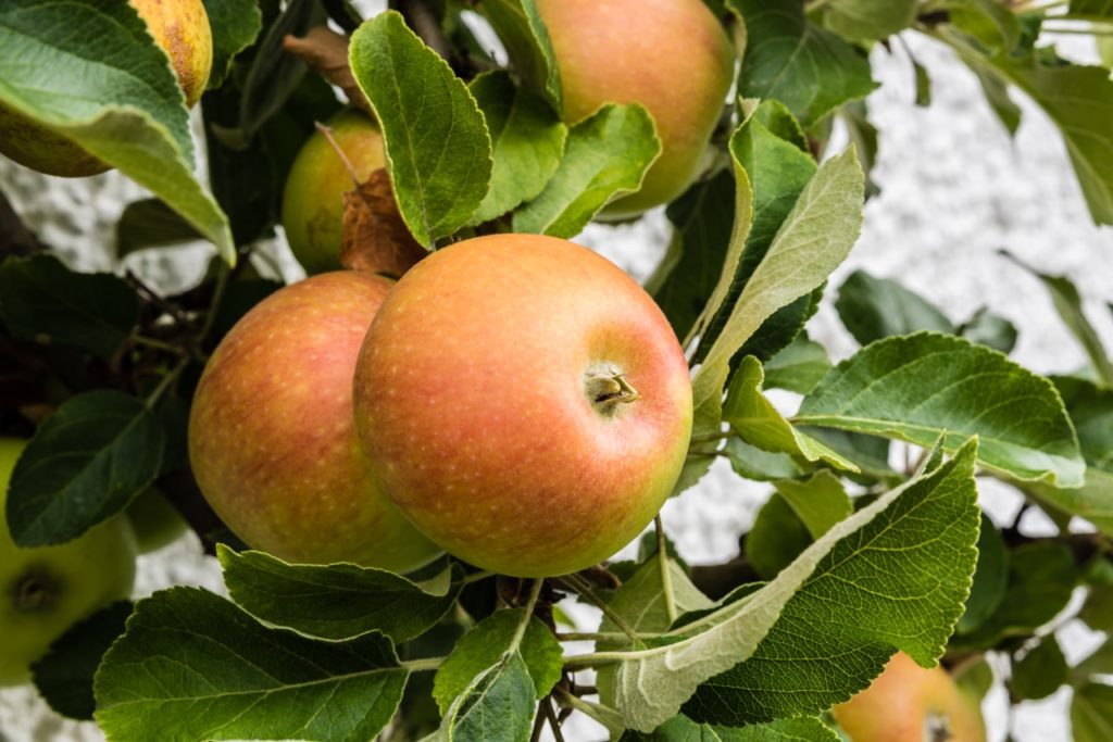 close-up of the green-orange apples on a ‘ribston pippin’ tree