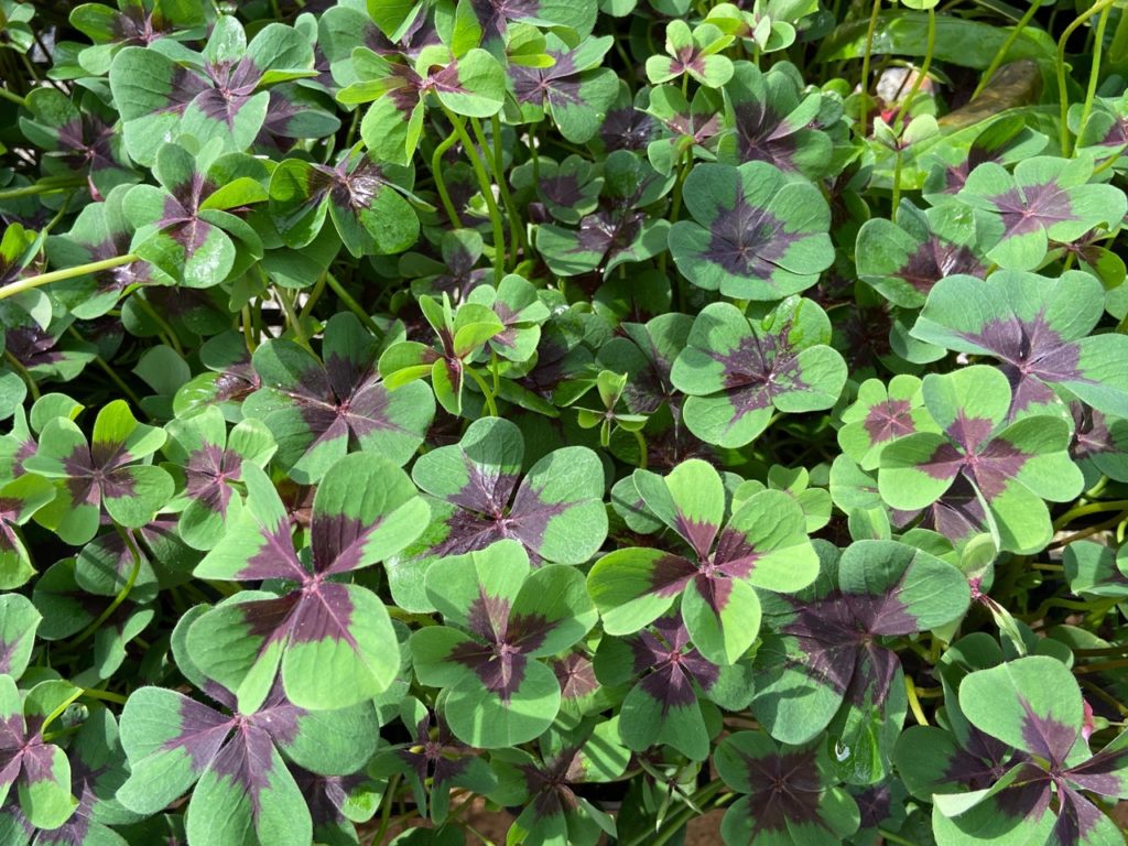 oxalis ‘iron cross’ shrub with clover-like green leaves that are flushed with a dark purple centres