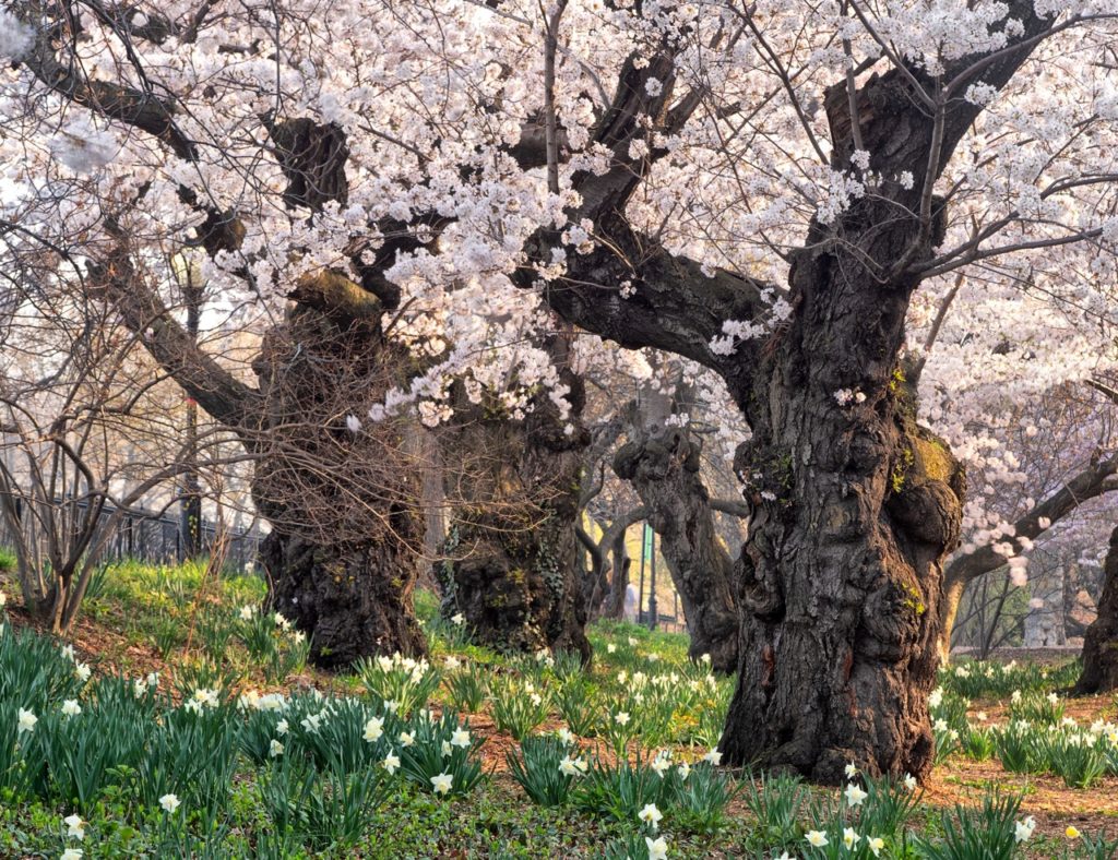 apple trees bearing pale pink blossom and large trunks growing in a woodland area with flowering daffodils
