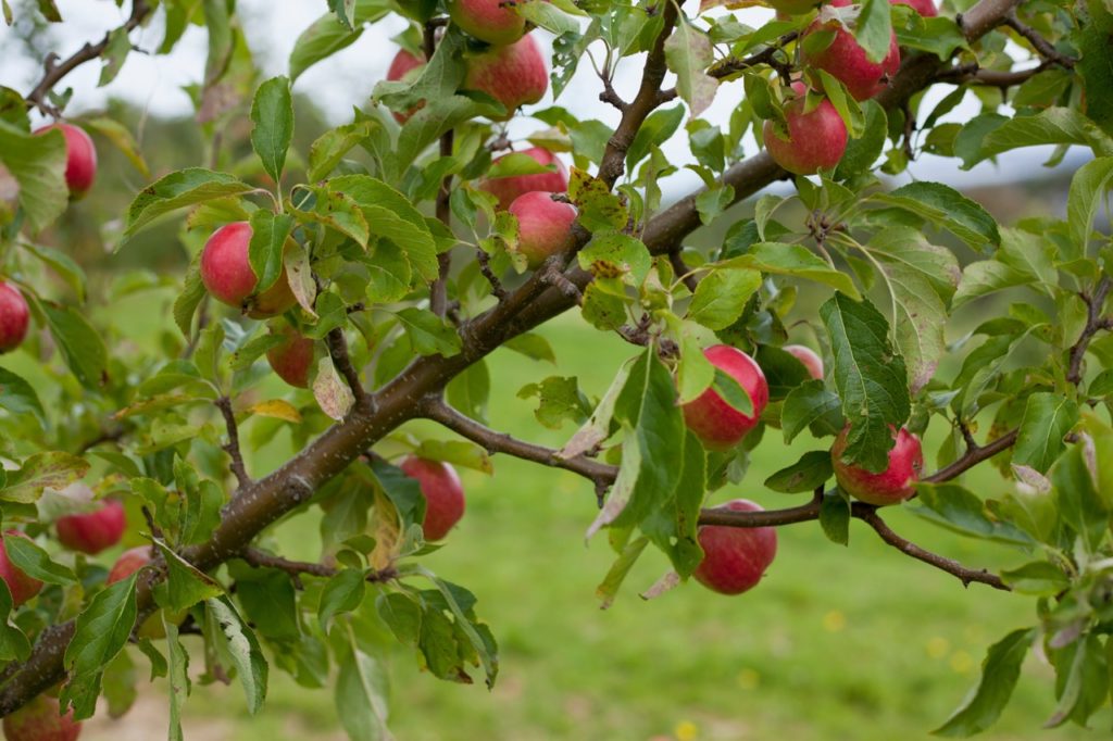 a thick branch from an apple tree &lsquo;red falstaff&rsquo; covered in green leaves and red fruits