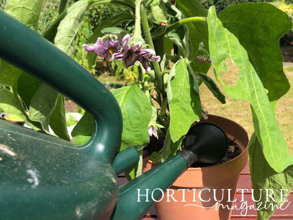 a watering can being used to water the roots of a potted aubergine plant with pink flowering and large green leaves