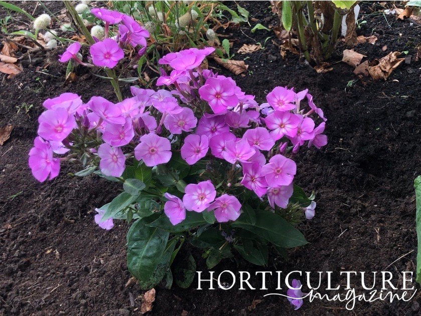 phlox plant with pink flowers and dark green leaves growing in a garden bed