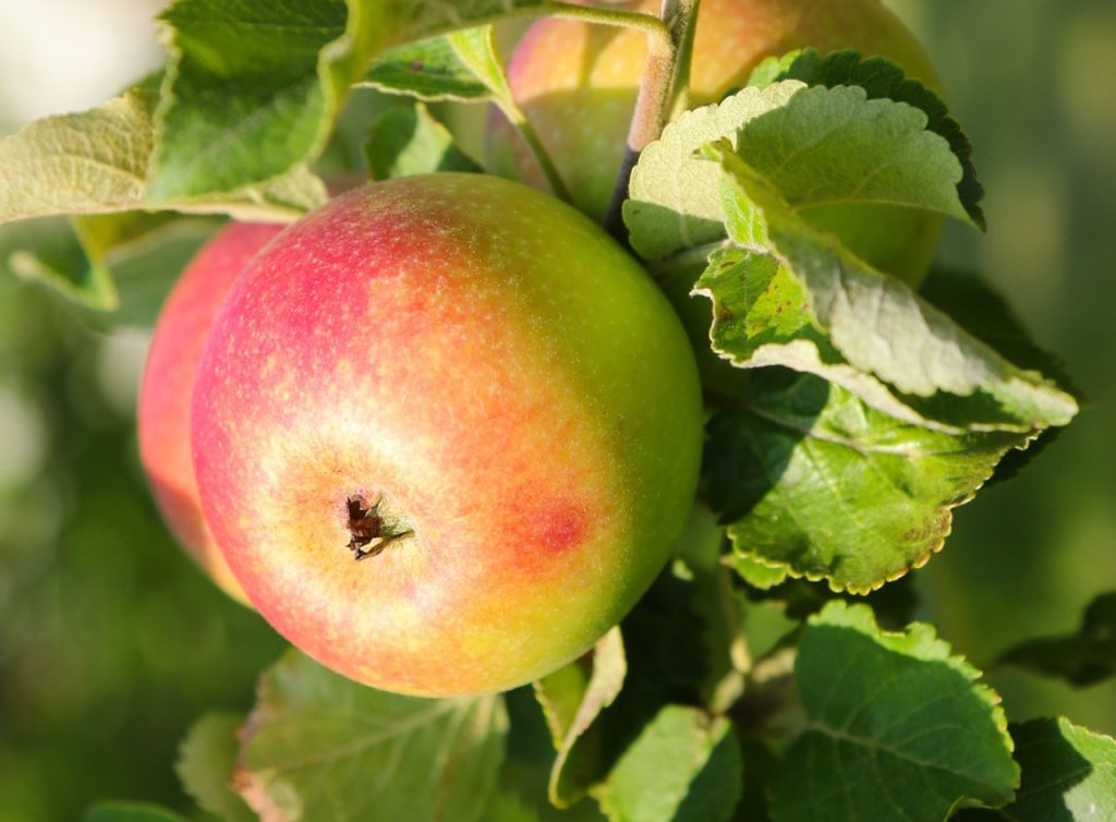 close-up of the green and red apple from a &lsquo;red windsor&rsquo; apple tree