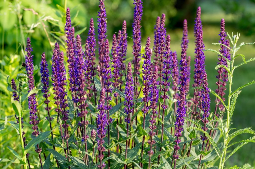 a woodland sage plant with tall upright stems and purple flowers