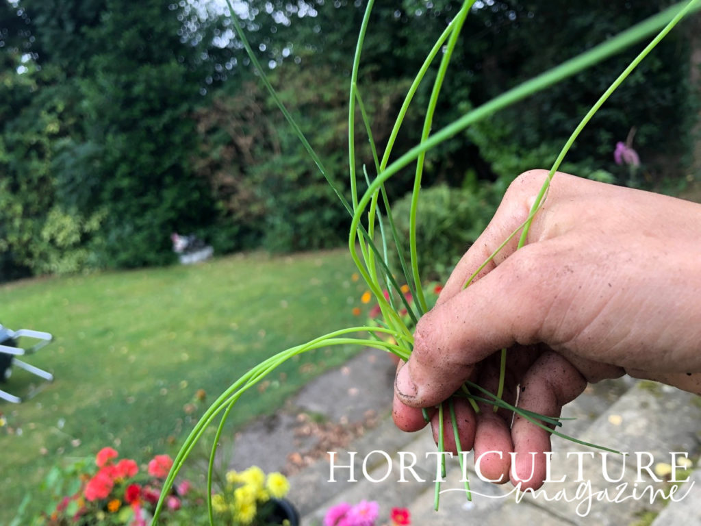 hand holding harvested chive leaves up in front of a lawn