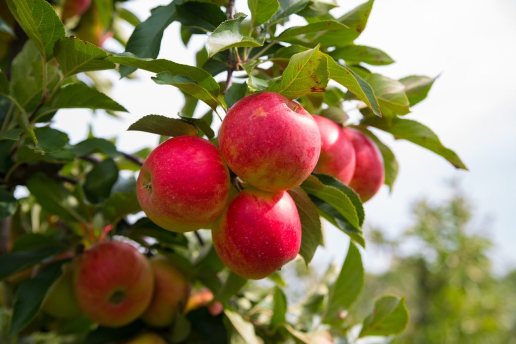 rose red apples growing in clusters from an ‘elstar’ tree