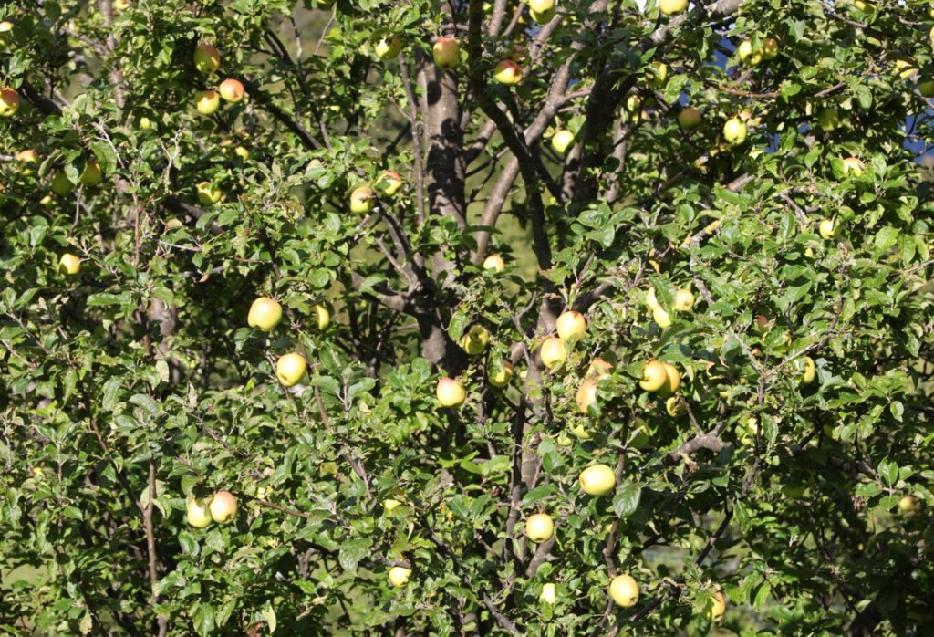 large apple tree with green leaves and yellow-green fruits growing from the plant’s woody branches