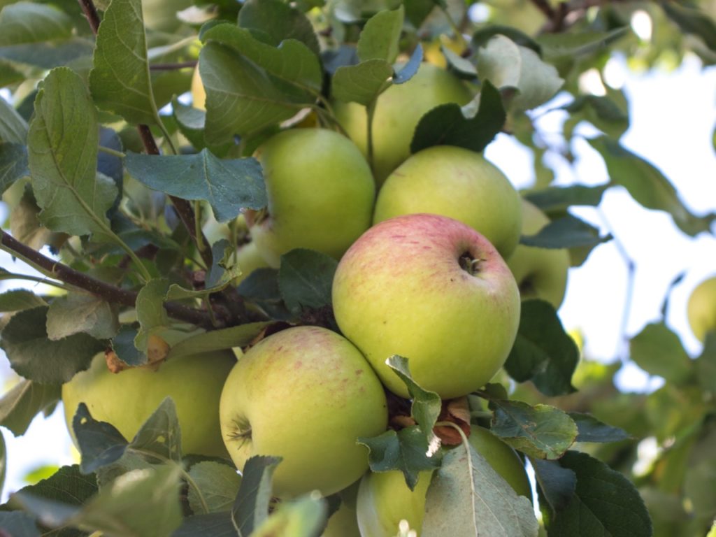 green and red fruits from a ‘worcester pearmain’ apple tree