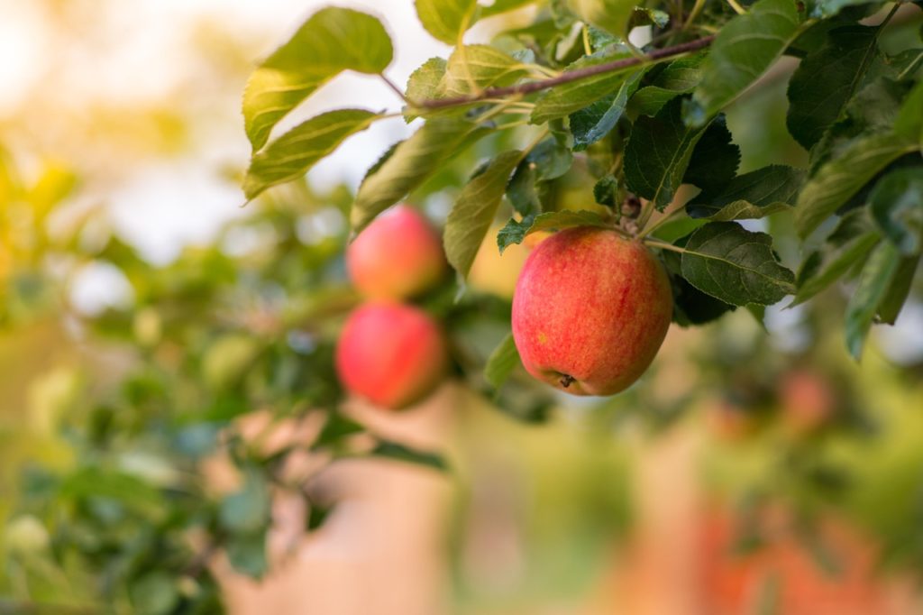 malus domestica &lsquo;sunset&rsquo; tree with dark green leaves and red apples growing from its branches outside