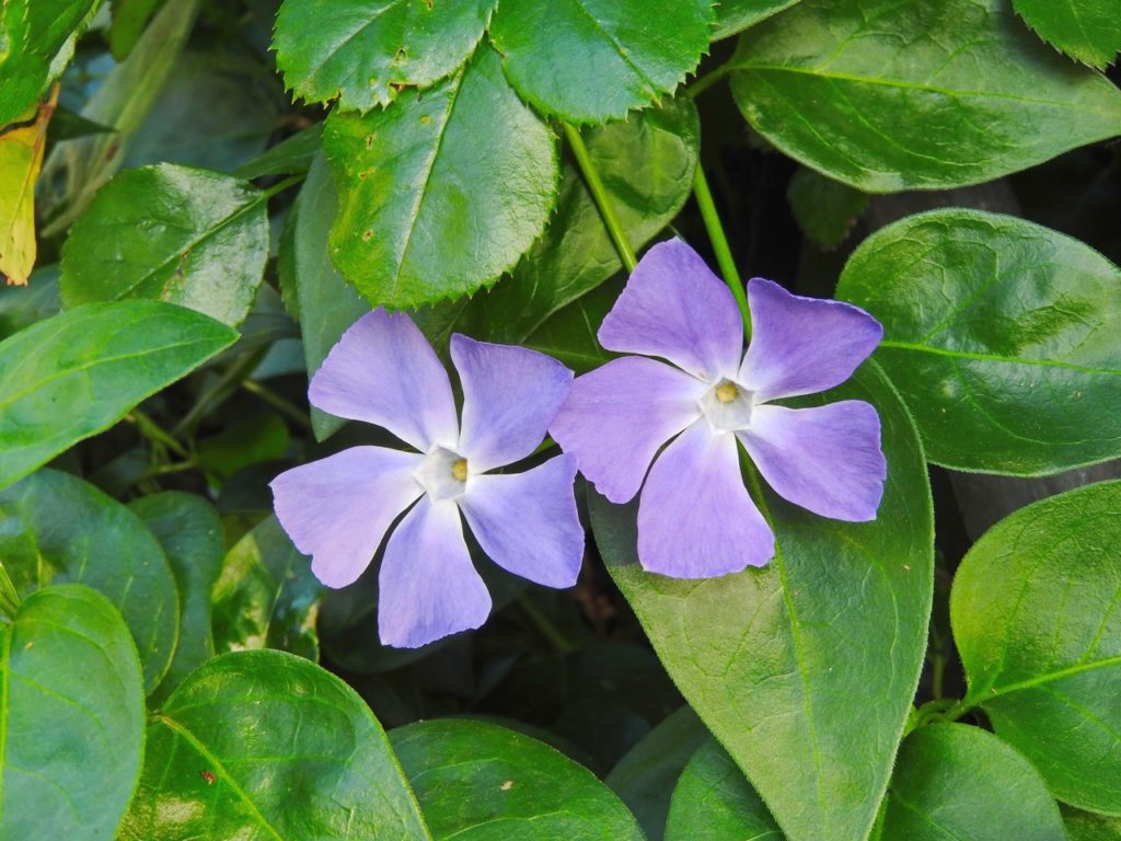 the star-shaped violet flowers from a vinca major plant