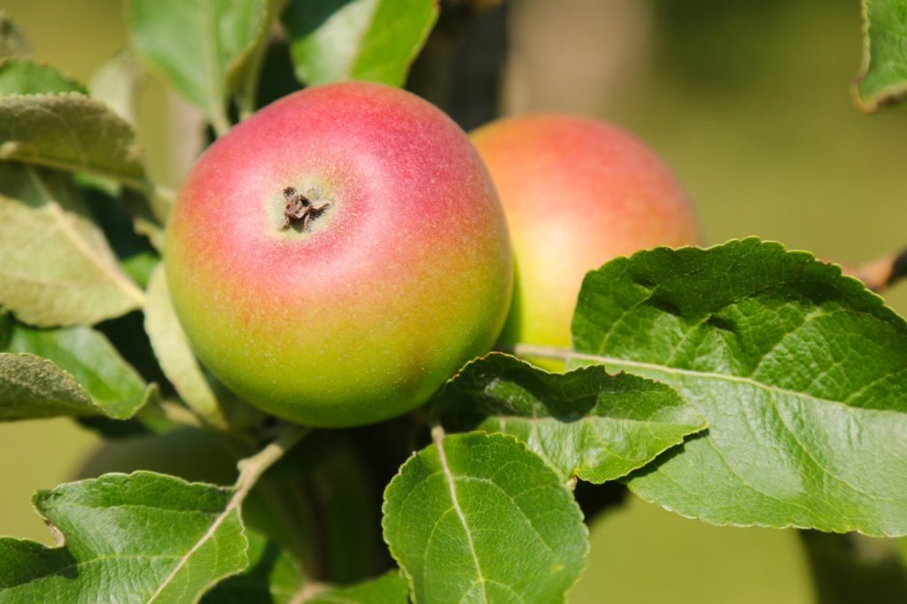 red and green fruits from a Malus domestica ‘red windsor’ plant with green leaves