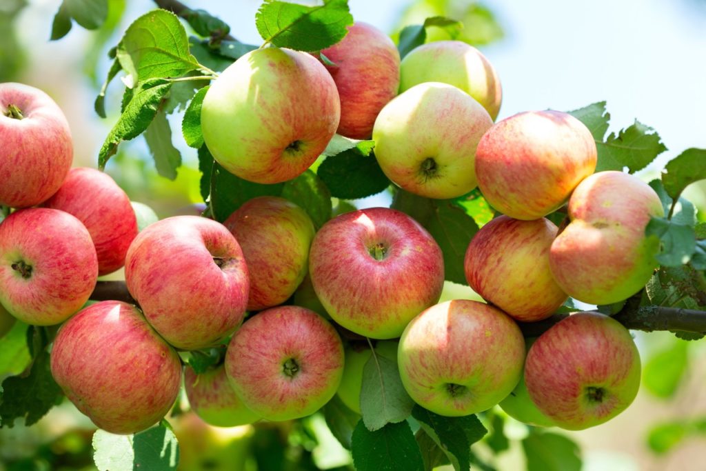 red and green apples growing along the branch of an apple tree &lsquo;winston&rsquo;