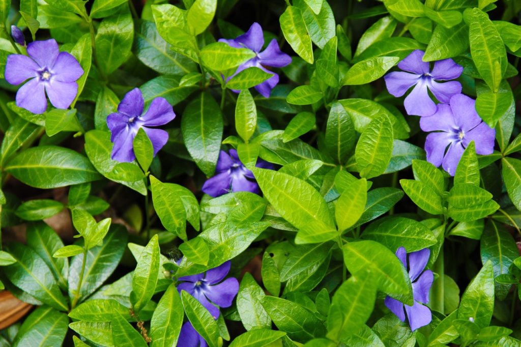 oval green leaves and violet flowers from a less periwinkle shrub