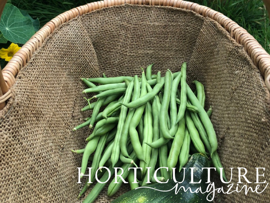 a basket full of French beans that have been harvested