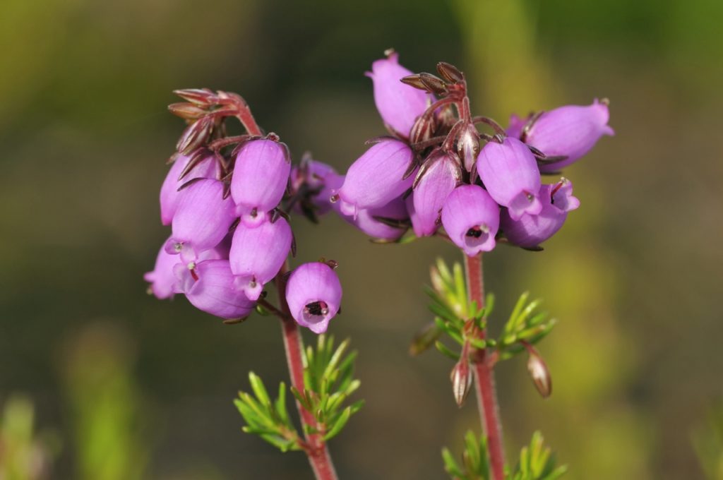 close-up of the tiny purple flowers from a bell heather plant with red stems