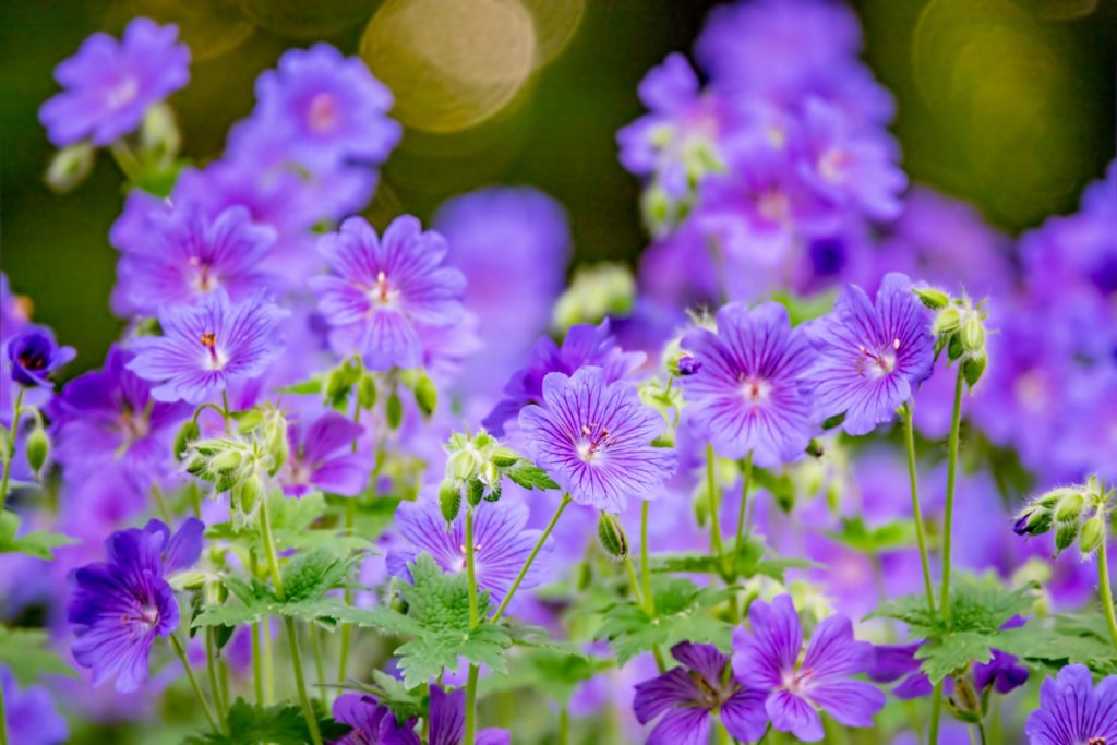 Geranium × magnificum with purple flowers that have a deeper purple veining
