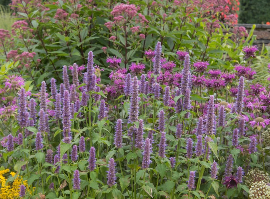 tall upright stems from an Agastache foeniculum plant bearing an abundance of small purple flowers in clusters