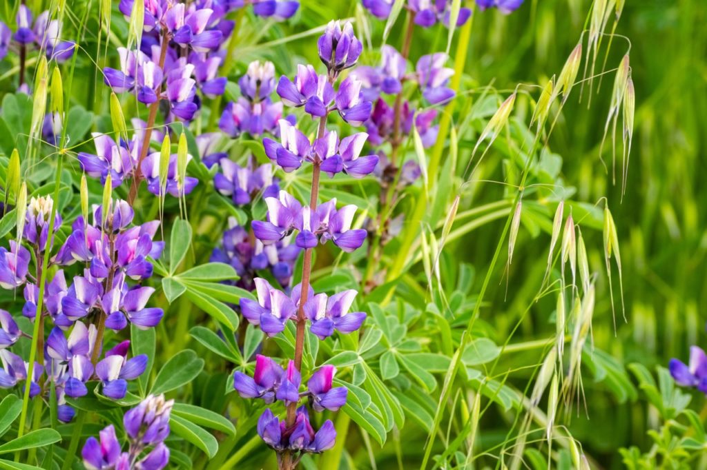 silver lupine plant with purple and white flowers