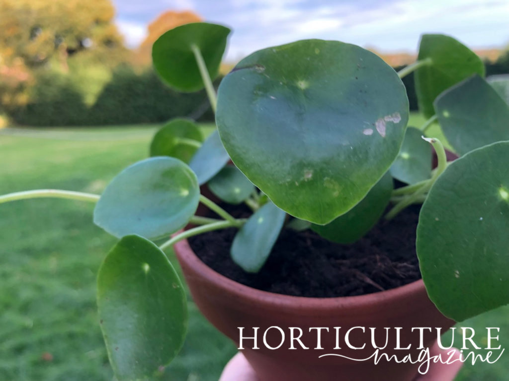 potted Pilea peperomioides plant being held in front of a lawned garden