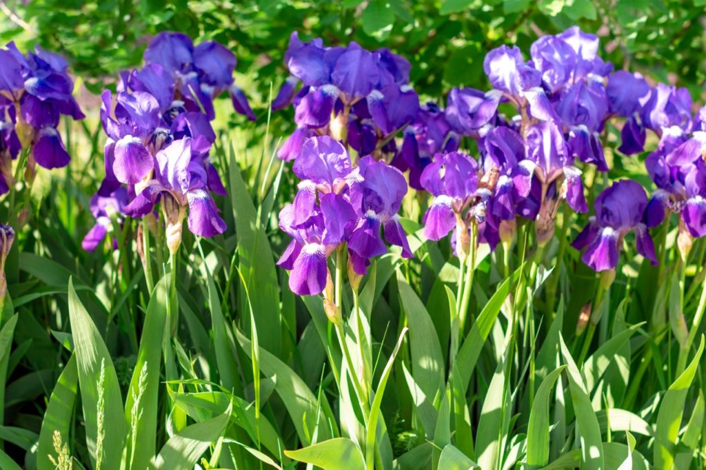 bearded irises with long spiked leaves