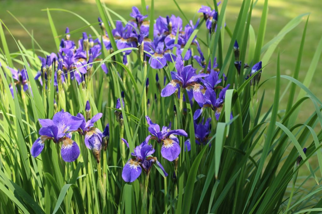 purple-flowering Siberian irises