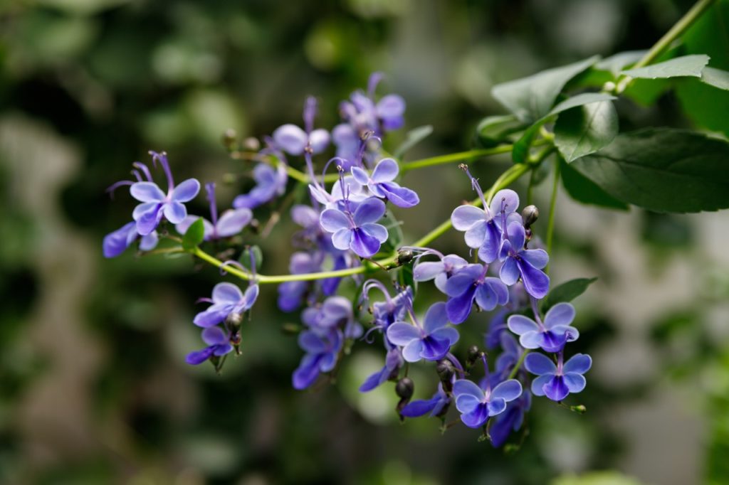 stems and flowers of Clerodendrum myricoides &lsquo;Ugandense&rsquo; plant