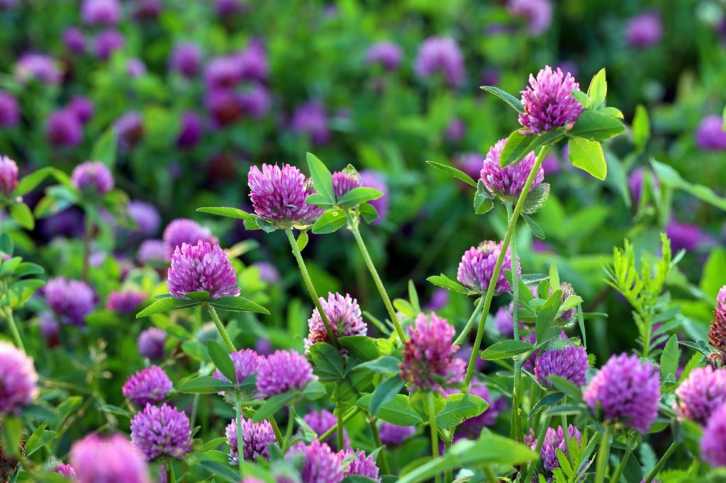 pink and purple flower heads from a Trifolium pratense plant