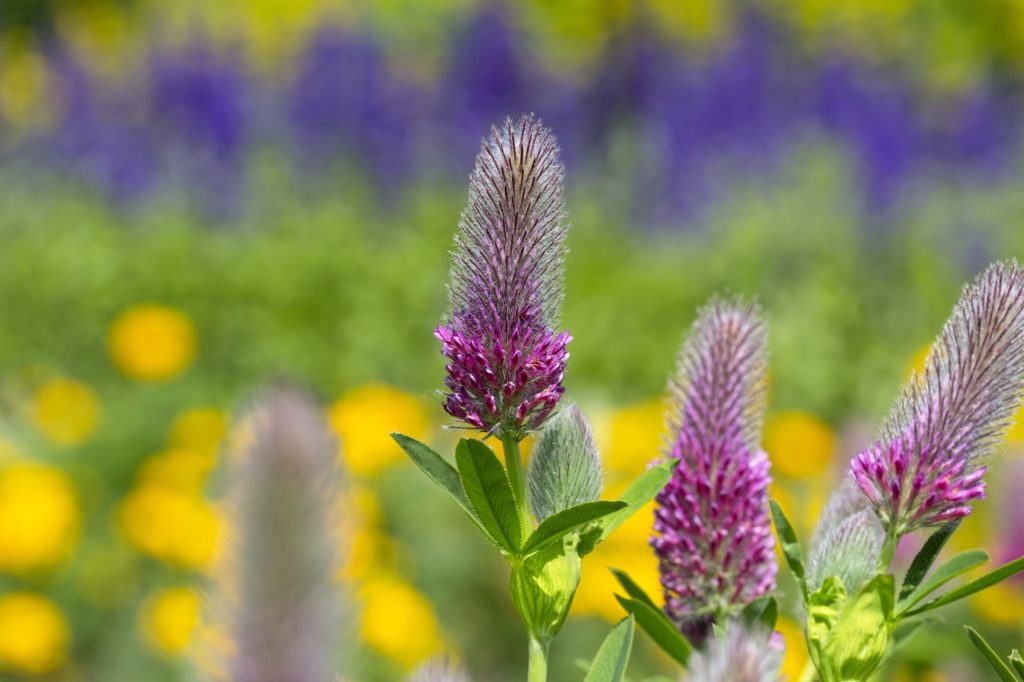 the ruddy clover bearing cylindrical clusters of purple flowers