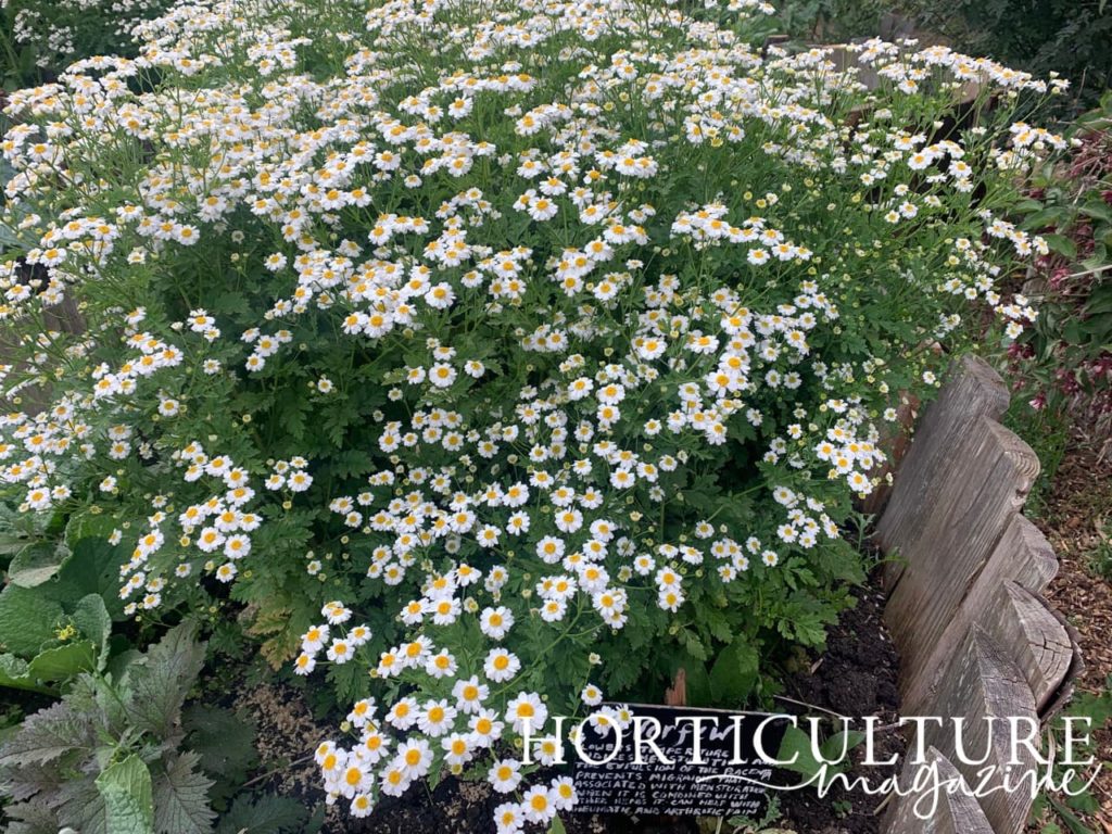 white and yellow flowers of feverfew growing in a permaculture garden