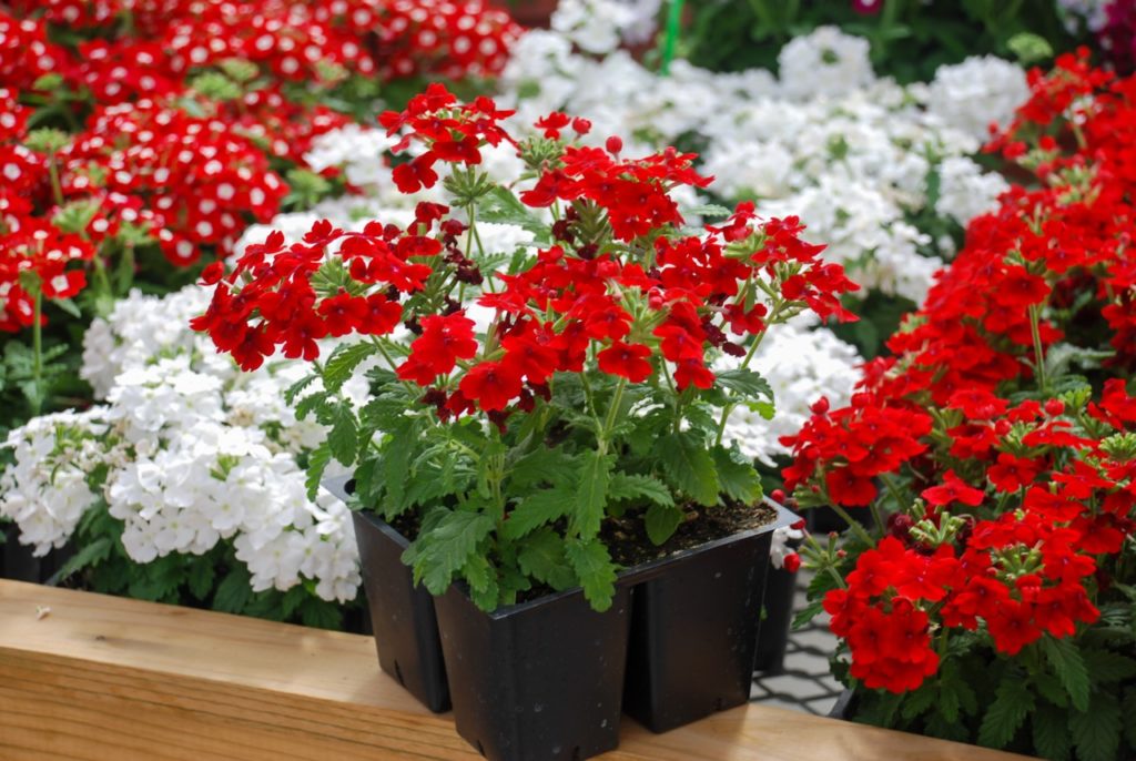 potted verbena growing in a pot in front of rows of other red and white potted vervain flowers