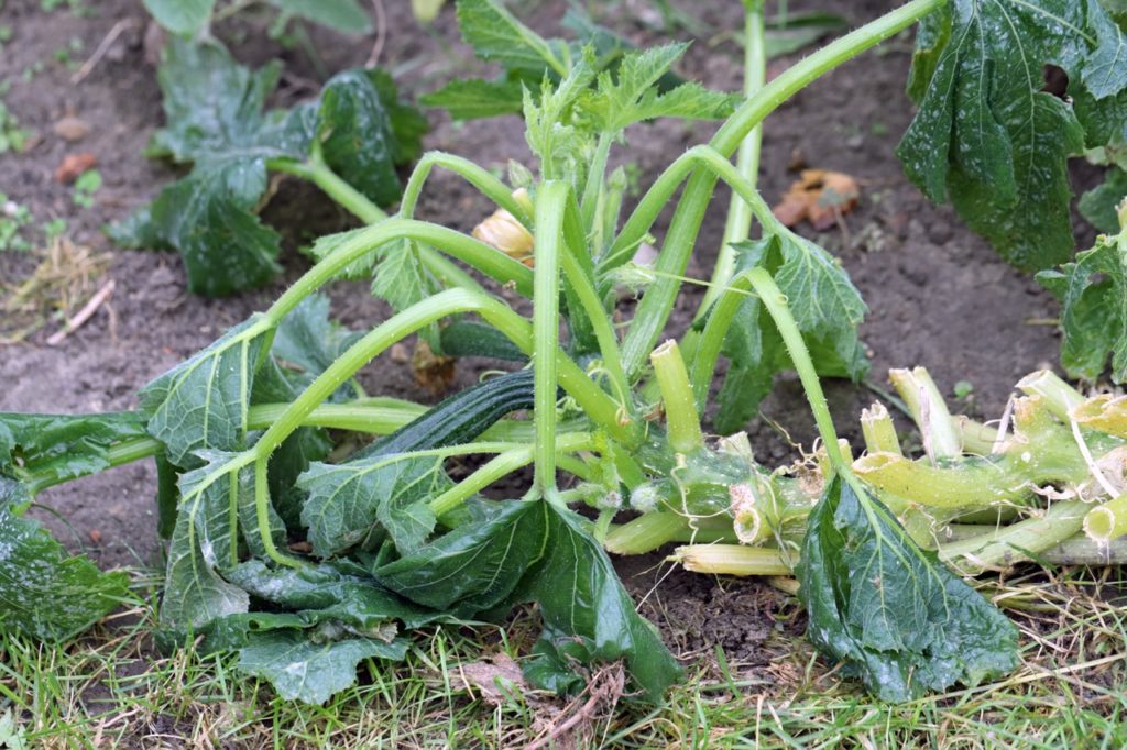 What To Do With Courgette Plants At End Of Season