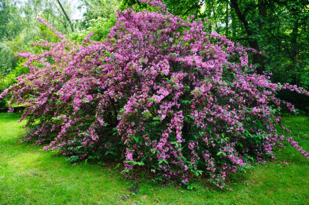 large, floriferous weigela shrub with inflorescences of pink flowers cascading from drooping stems