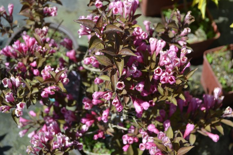 Weigela Pruning Guidelines In 5 Steps Horticulture.co.uk